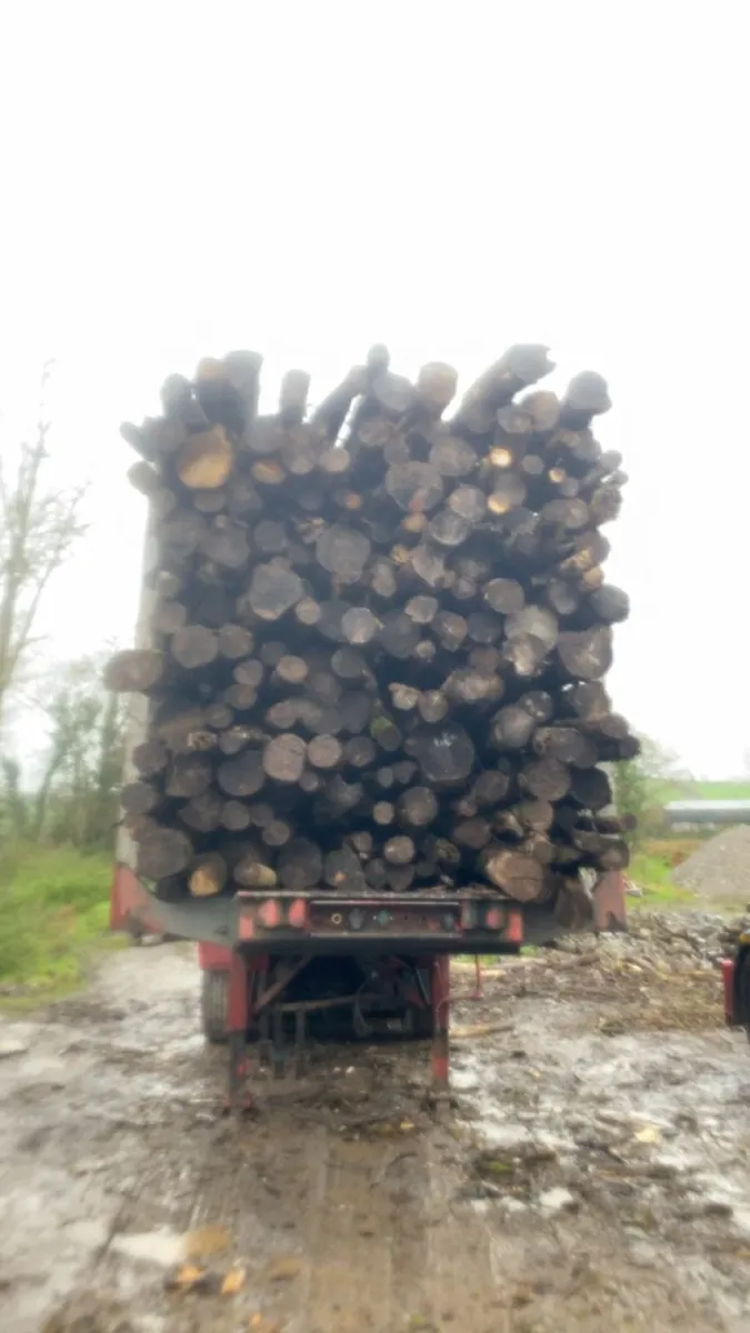 Ash Firewood - Image 2