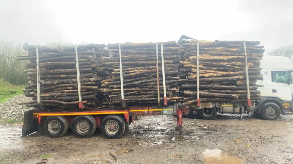 Ash Firewood - Image 3