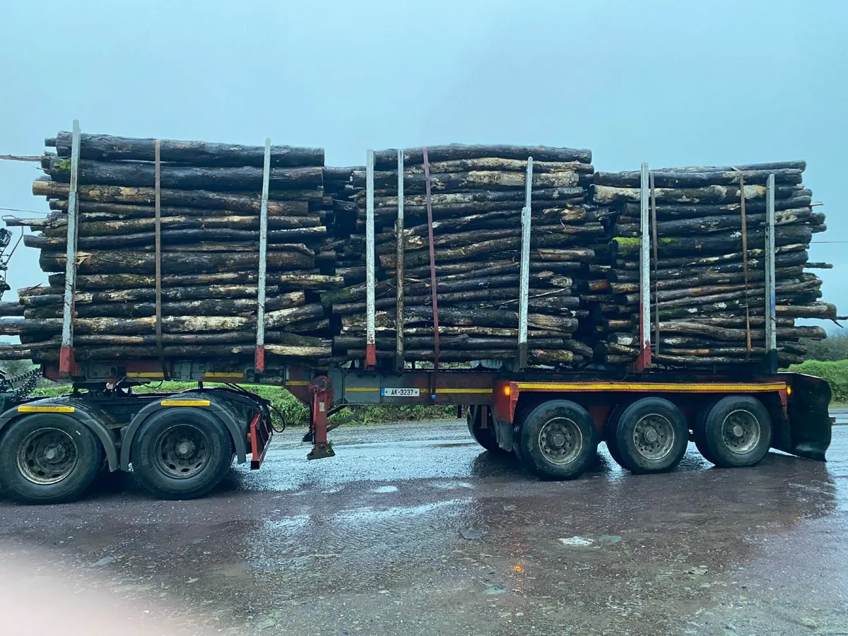 Ash Firewood - Image 4