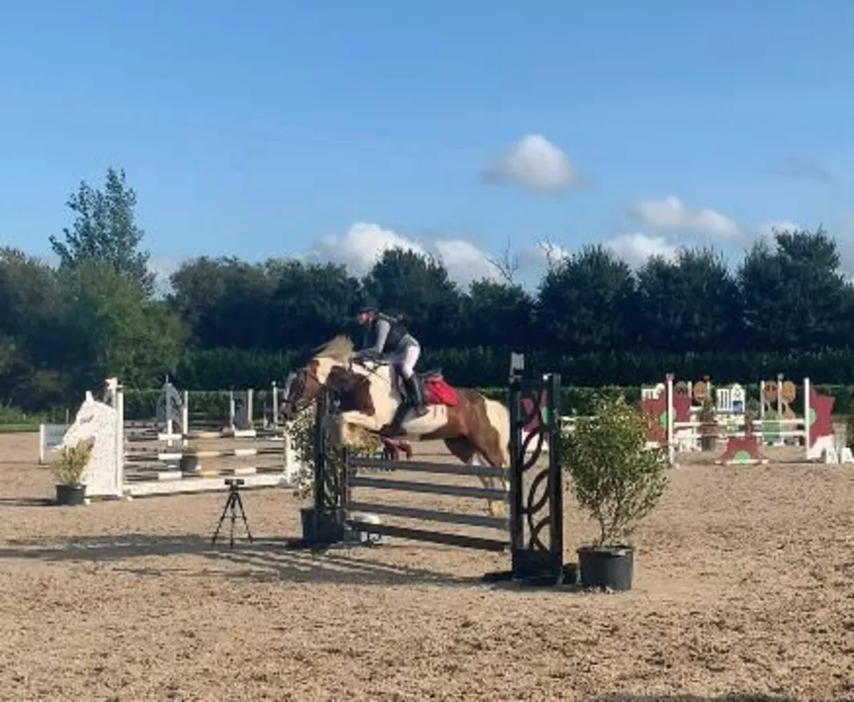 Grade A Sji/pony club Pony - Image 4