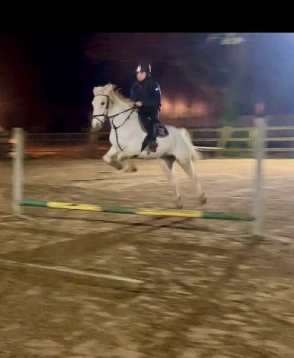 14.2 pony - suitable for next level - Image 1