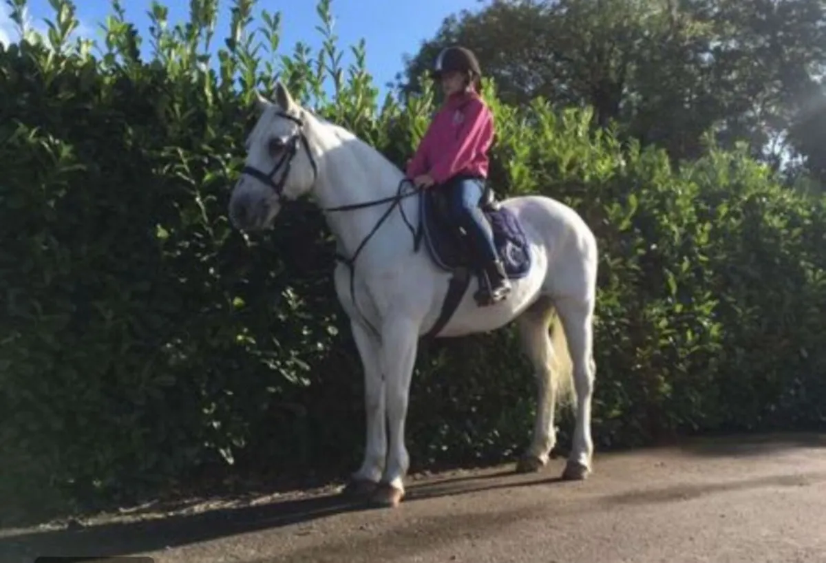 14.2 pony - suitable for next level - Image 2