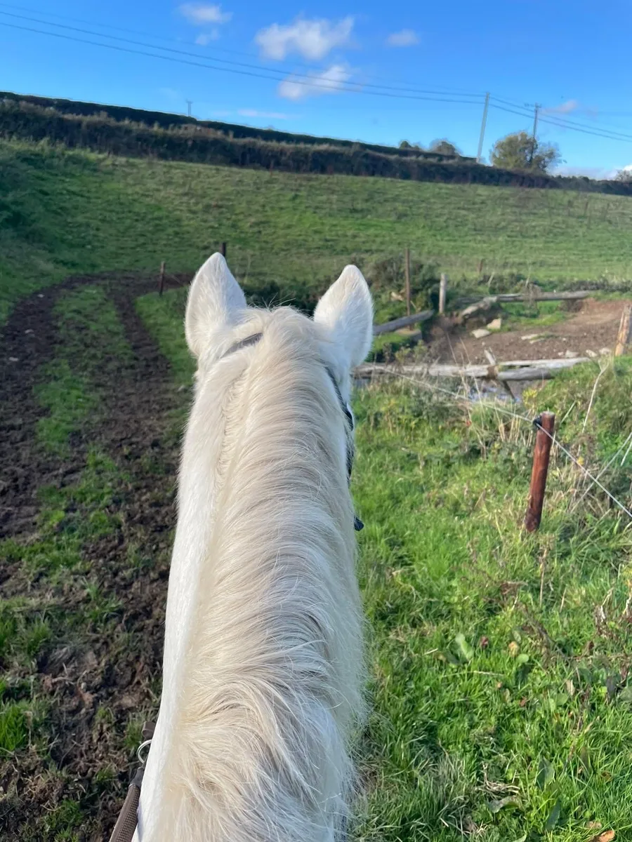 14.2 pony - suitable for next level - Image 3