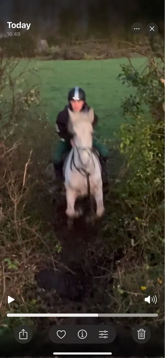 14.2 pony - suitable for next level - Image 4