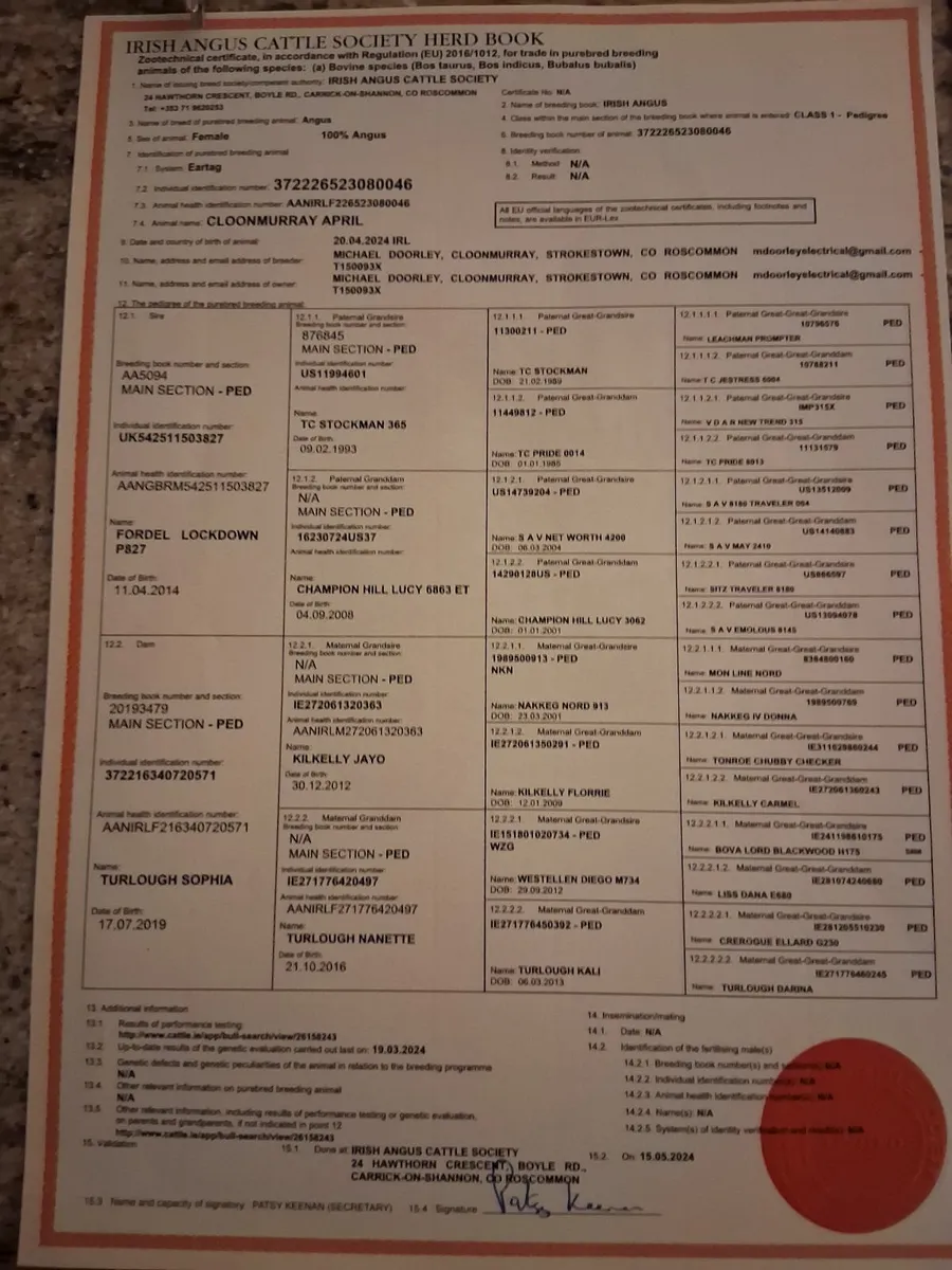 Purebred angus Heifers - Image 2