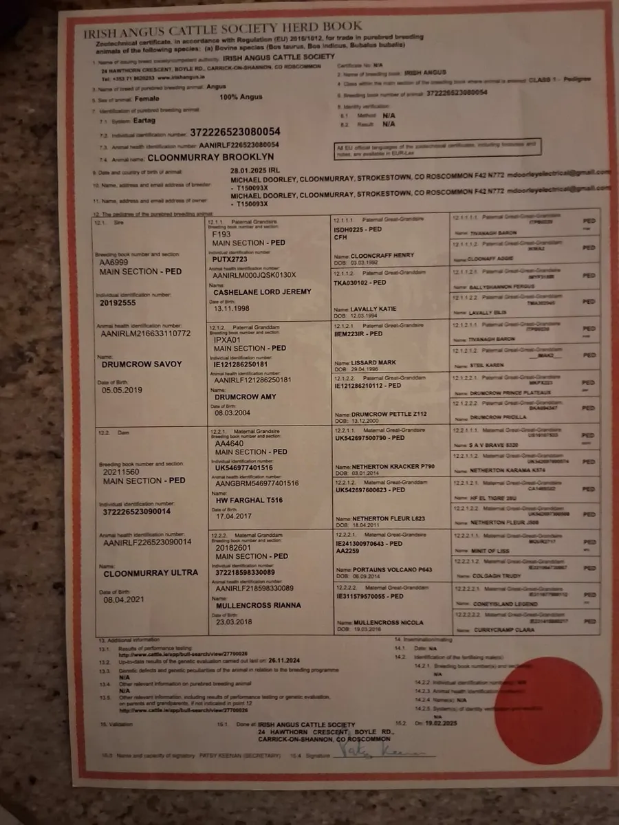 Purebred angus Heifers - Image 3