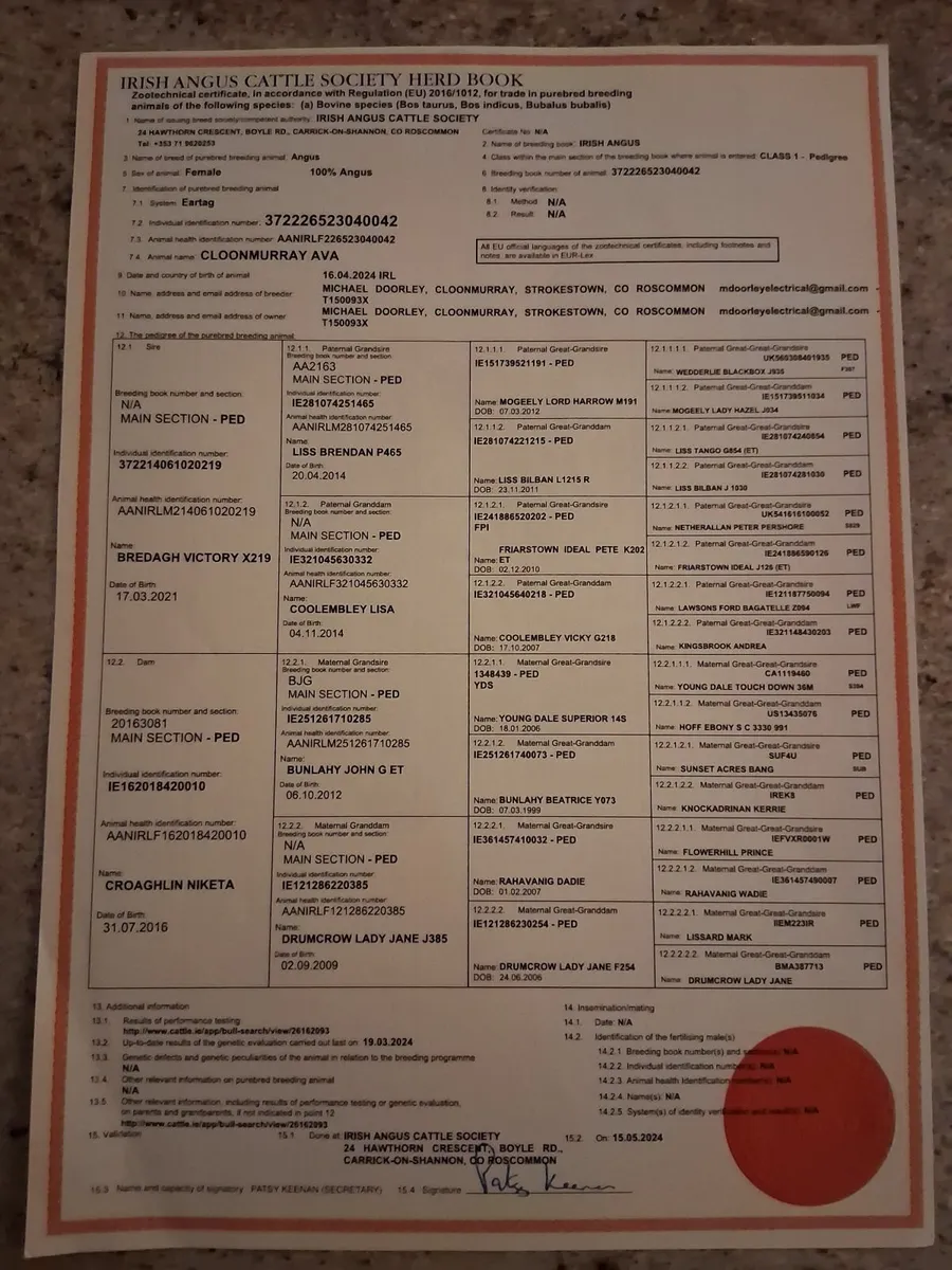 Purebred angus Heifers - Image 4