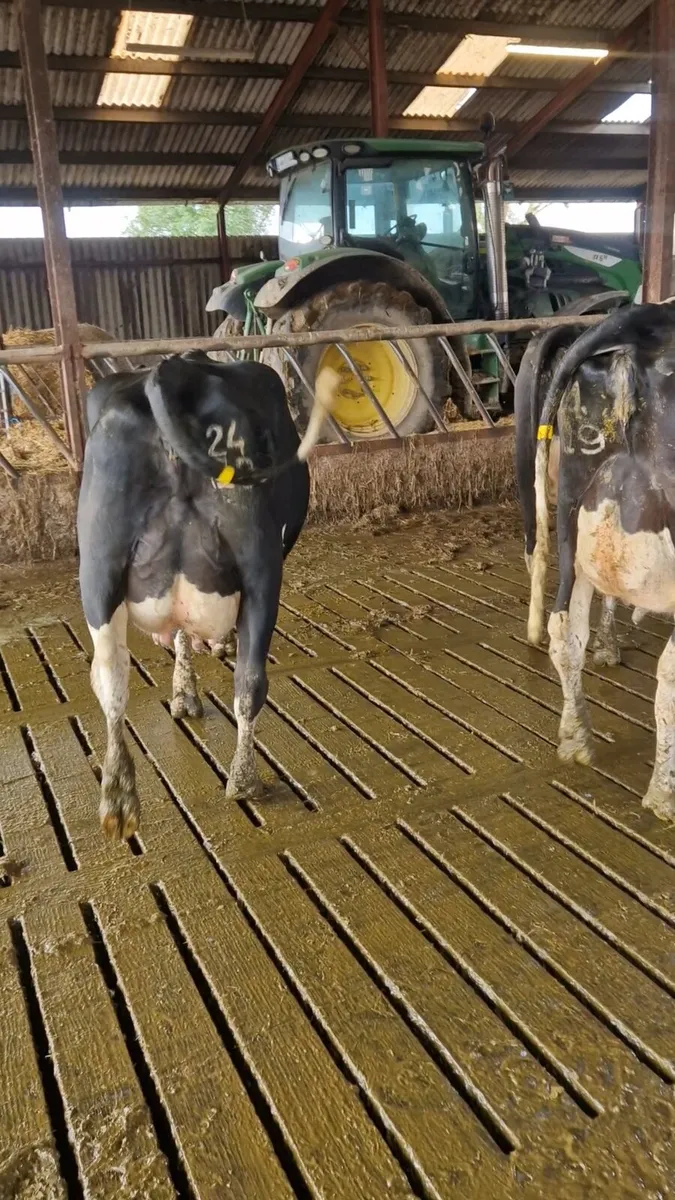 FRESHLY CALVED COWS GORTALEA MART - Image 1