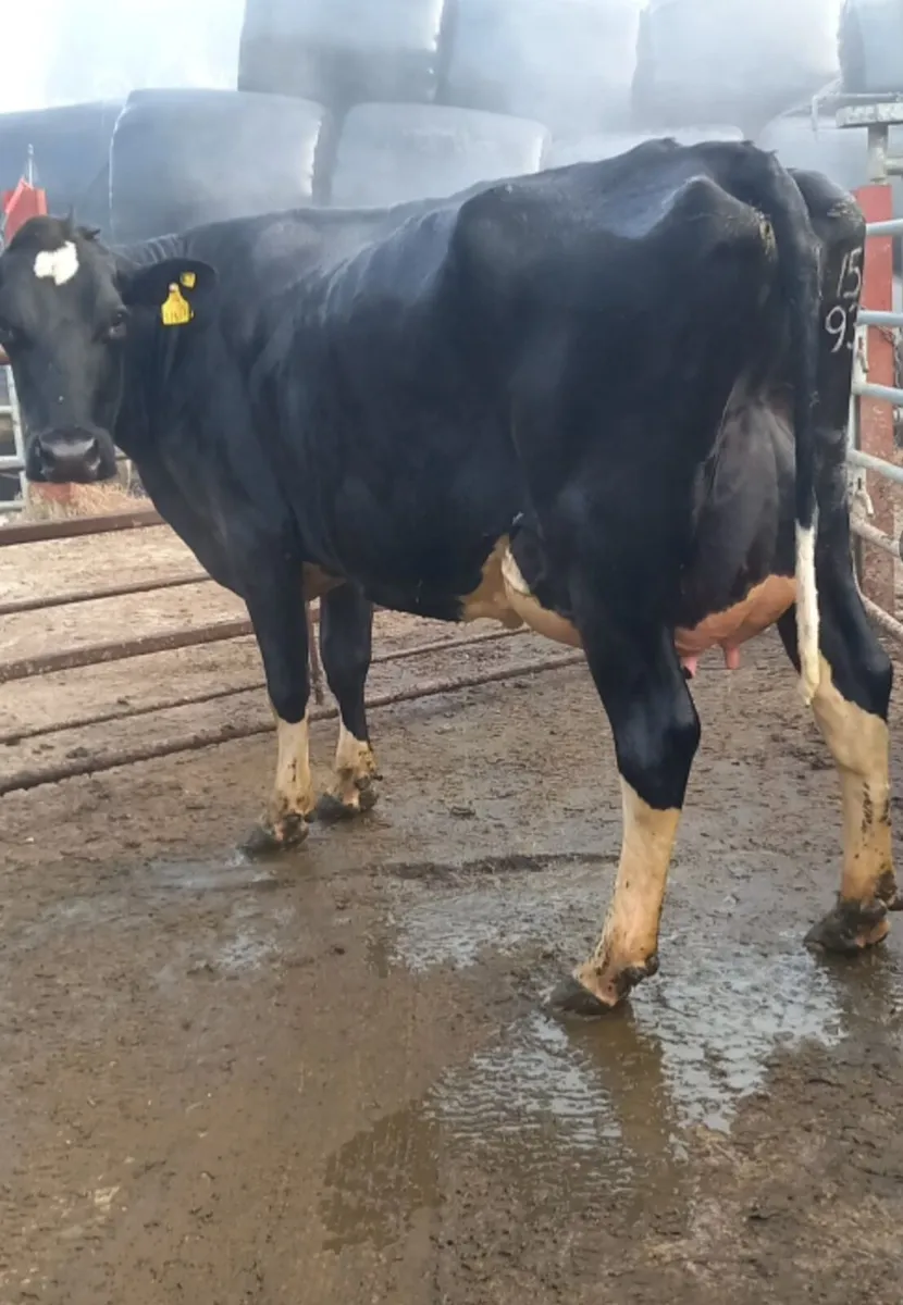 FRESHLY CALVED COWS GORTALEA MART - Image 2