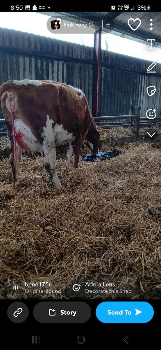 FRESHLY CALVED COWS GORTALEA MART - Image 3