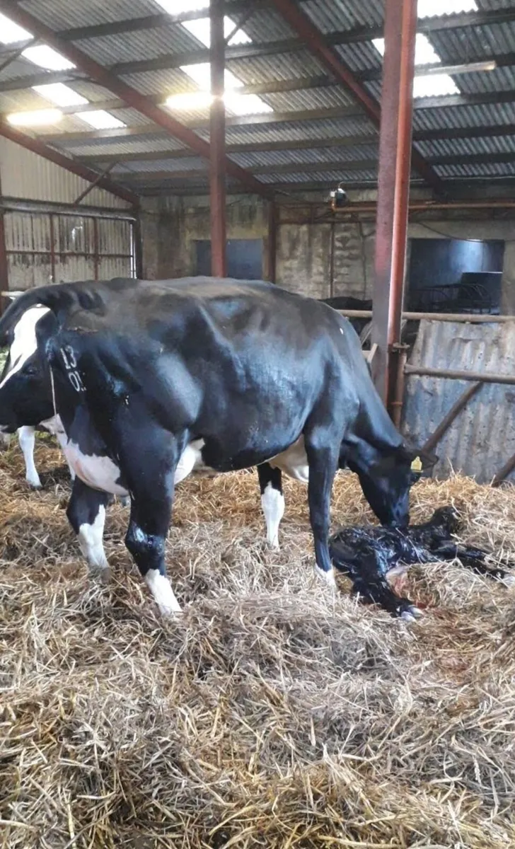 FRESHLY CALVED COWS GORTALEA MART - Image 4