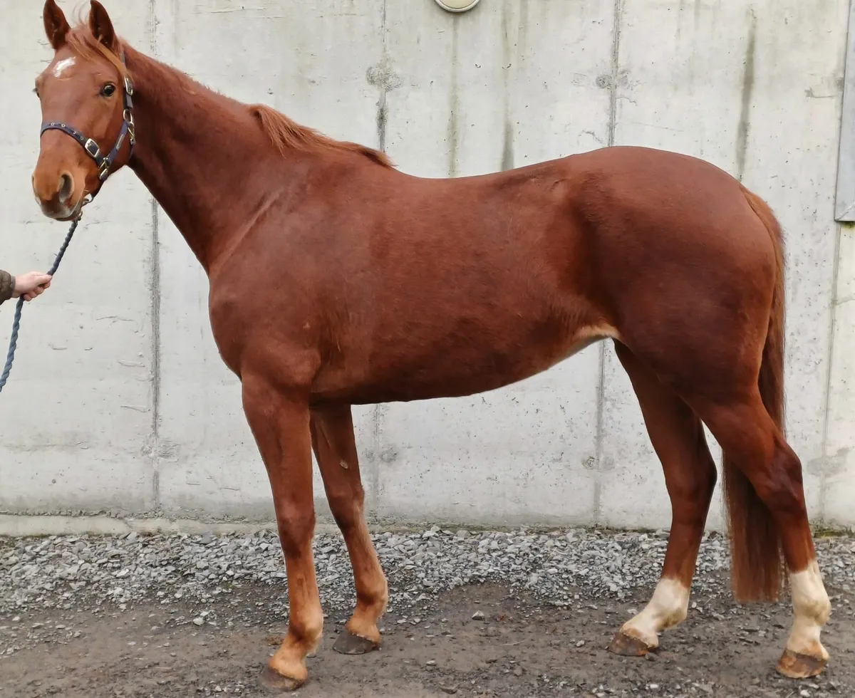 3 yr old Hype Filly - Image 2