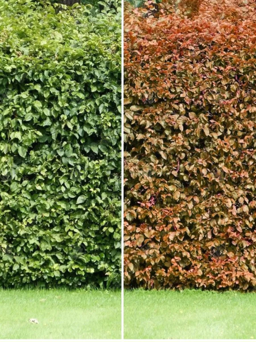 Beech hedging €1 nationwide delivery - Image 1