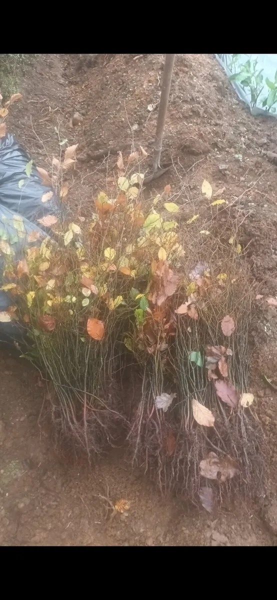 Beech hedging €1 nationwide delivery - Image 3