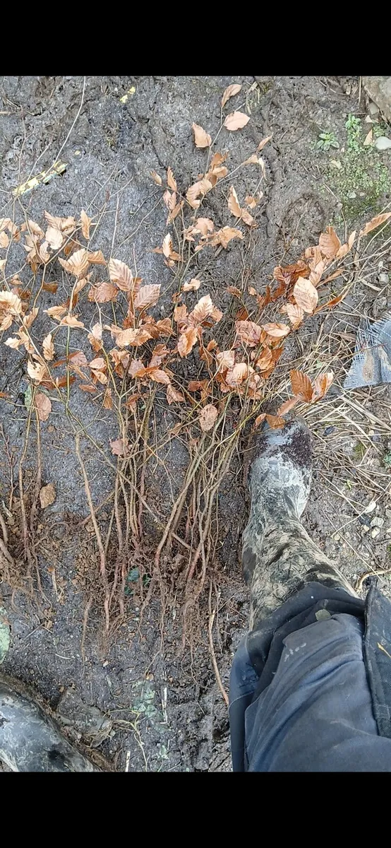 Beech hedging €1 nationwide delivery - Image 4