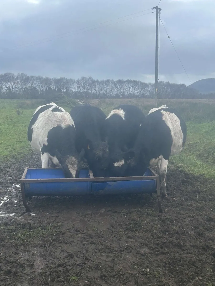 Fresian heifers - Image 1