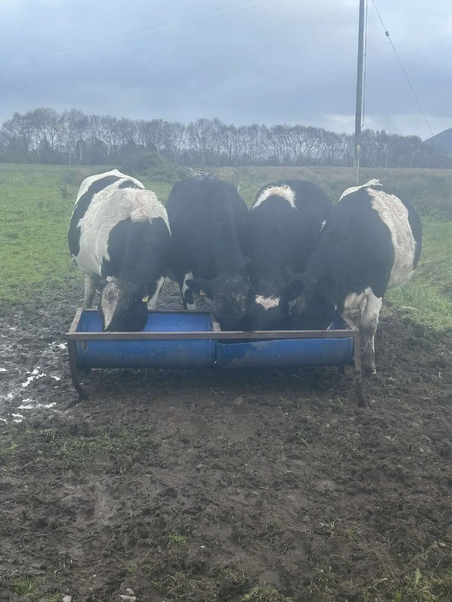 Fresian heifers - Image 2