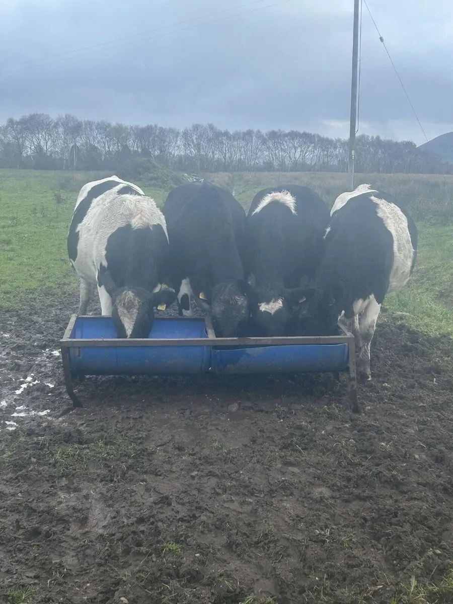 Fresian heifers - Image 3