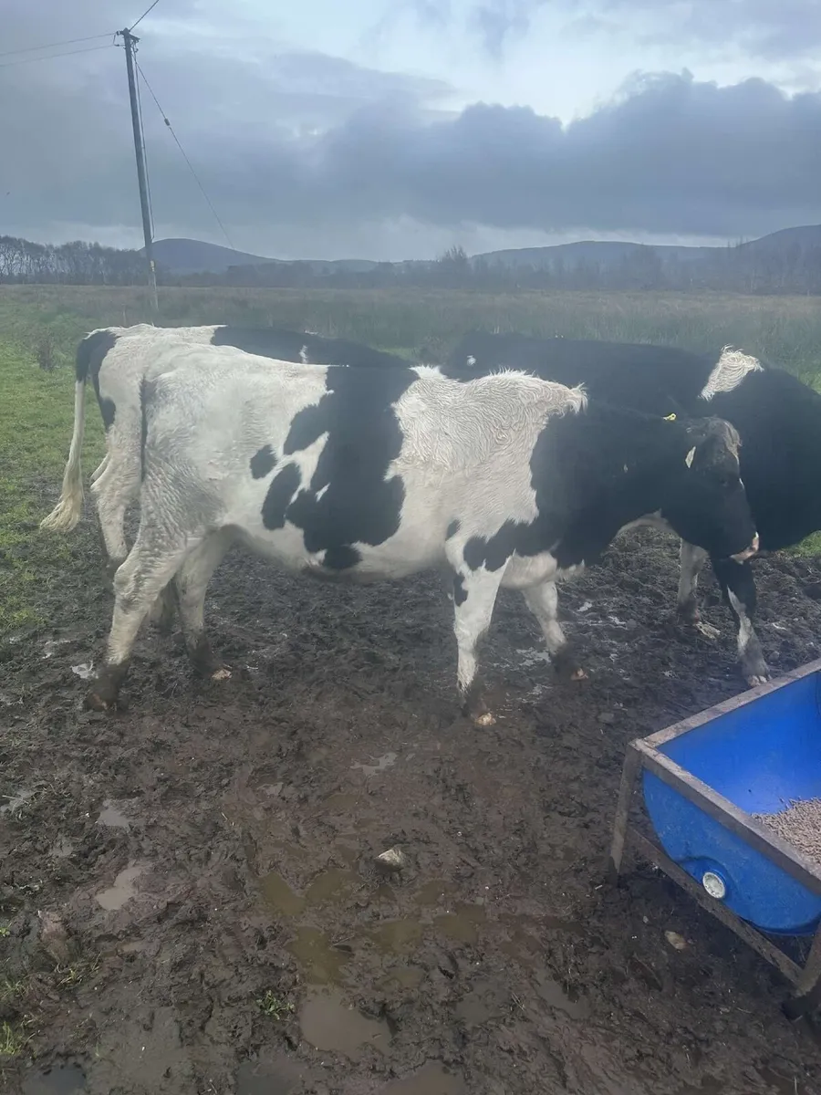 Fresian heifers - Image 4