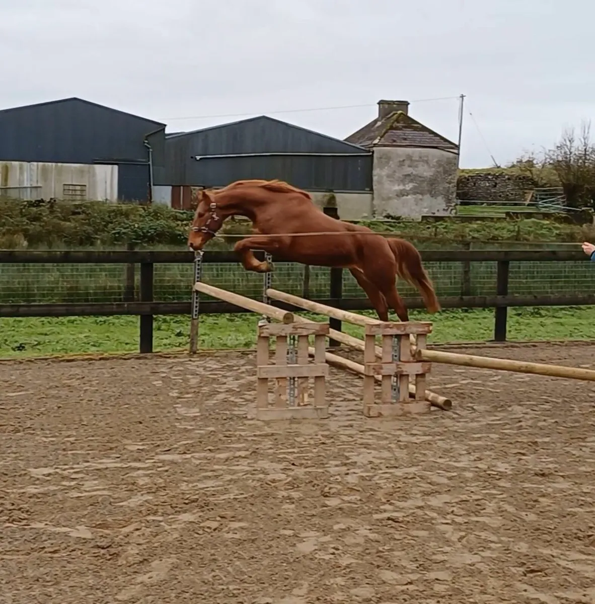 3 yr old Hype Filly - Image 3