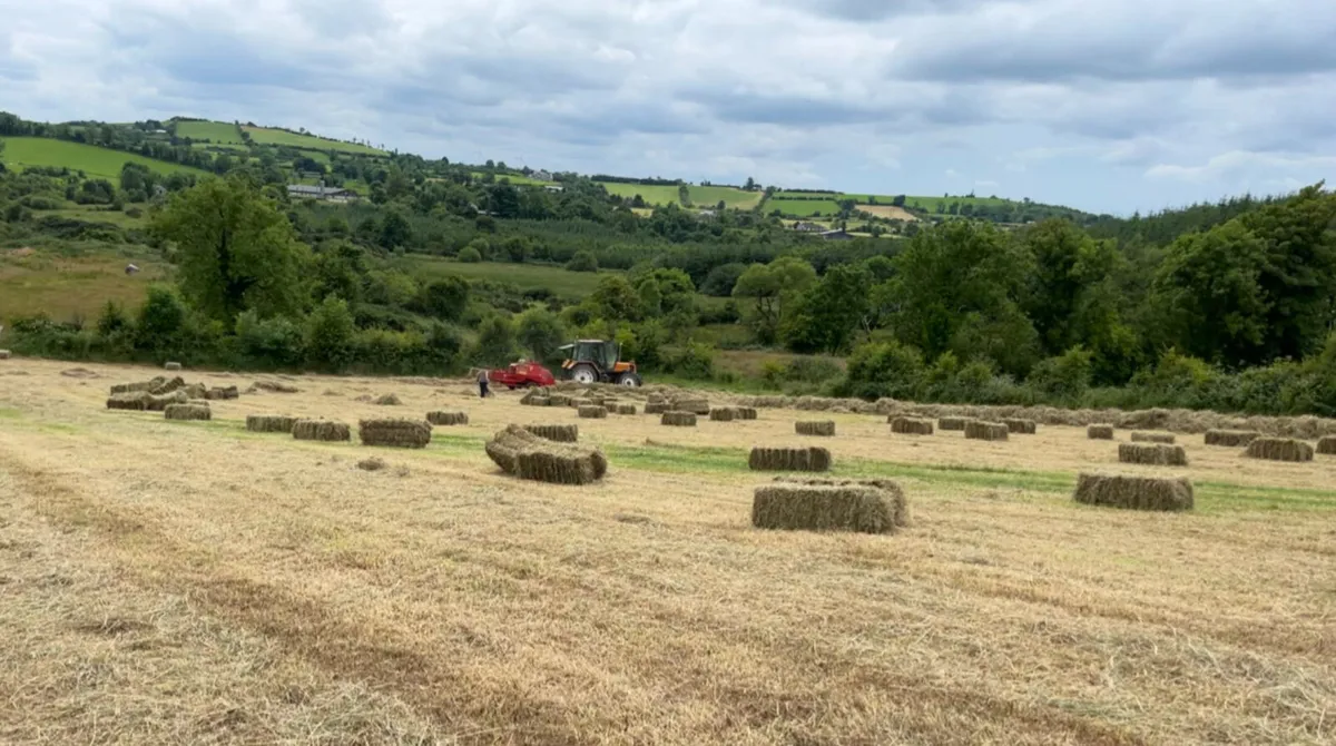 Hay bales - Image 1