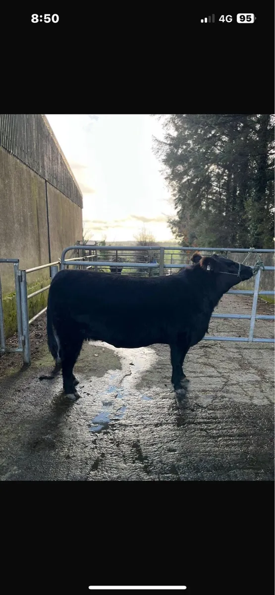 🔥 Angus heifer - Lot 53 @Elite sale 🔥 - Image 1