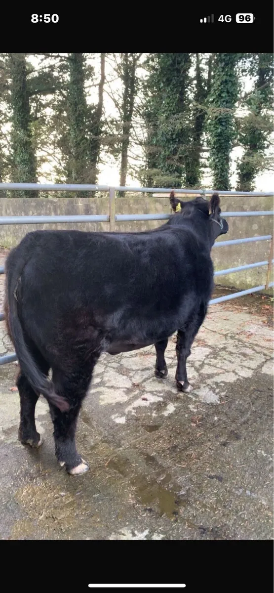 🔥 Angus heifer - Lot 53 @Elite sale 🔥 - Image 2