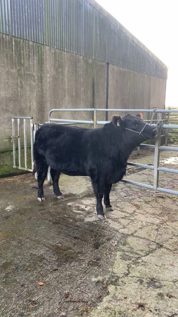 🔥 Angus heifer - Lot 53 @Elite sale 🔥 - Image 3