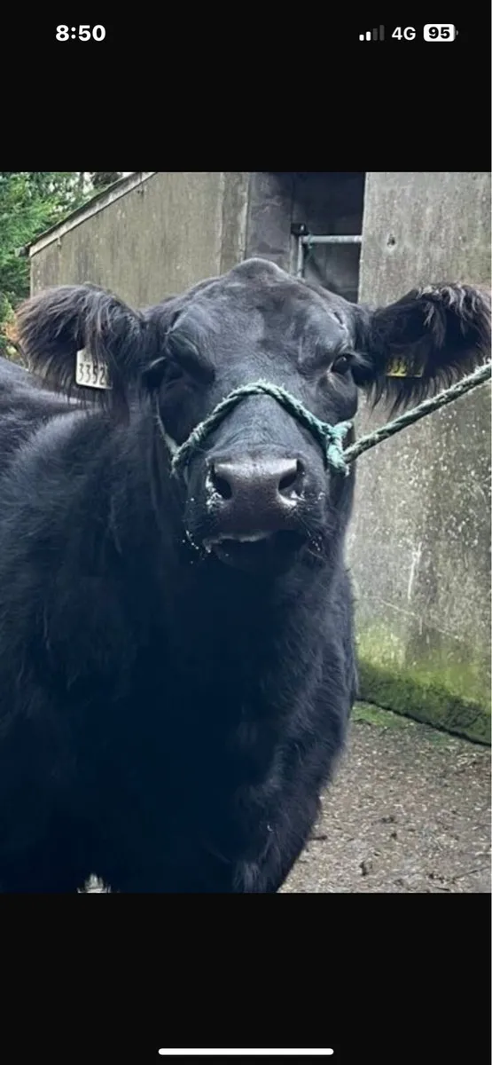 🔥 Angus heifer - Lot 53 @Elite sale 🔥 - Image 4