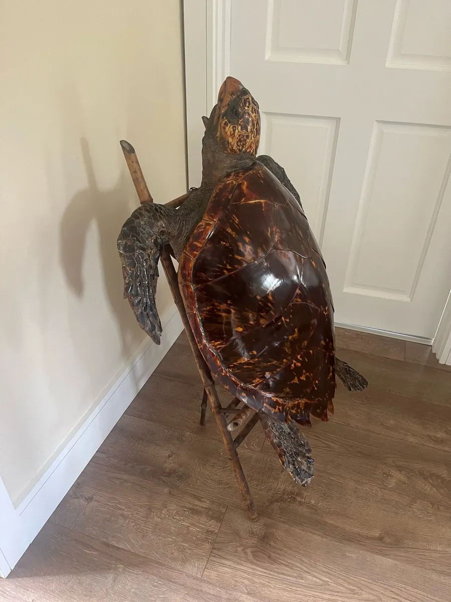 Antique Rare Large Taxidermy Hawksbill Sea Turtle - Image 3