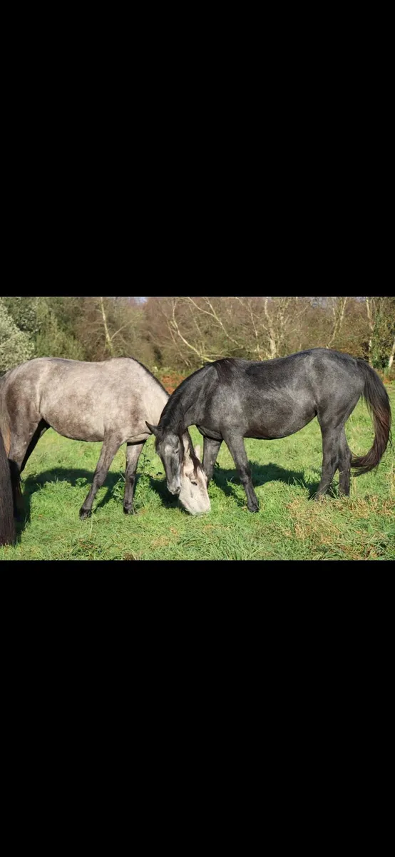 Ish fillys - Image 1