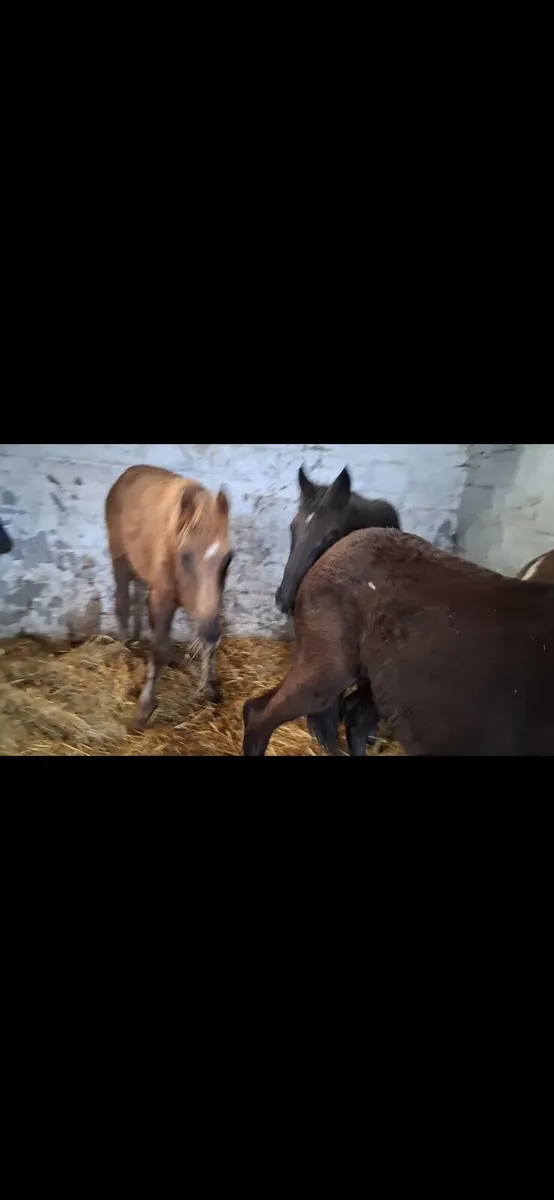 Ish fillys - Image 3