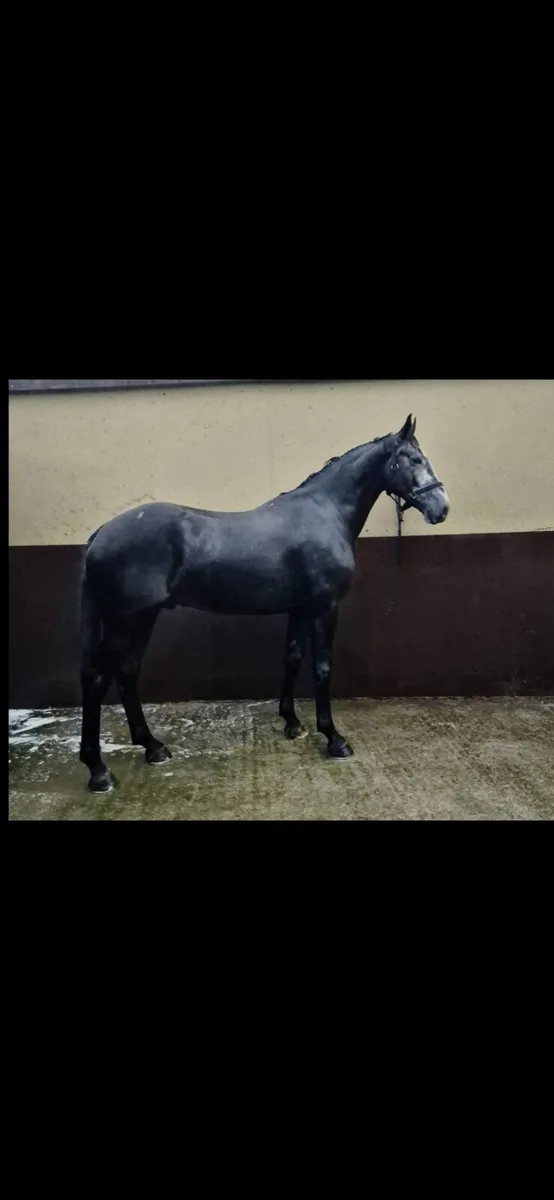 Ish fillys - Image 4