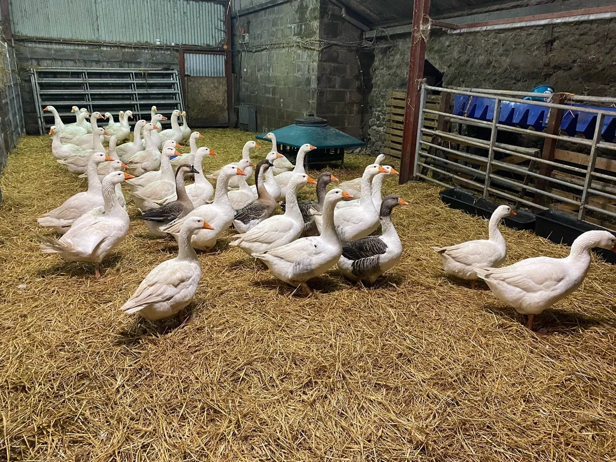 Turkeys and geese - Image 1