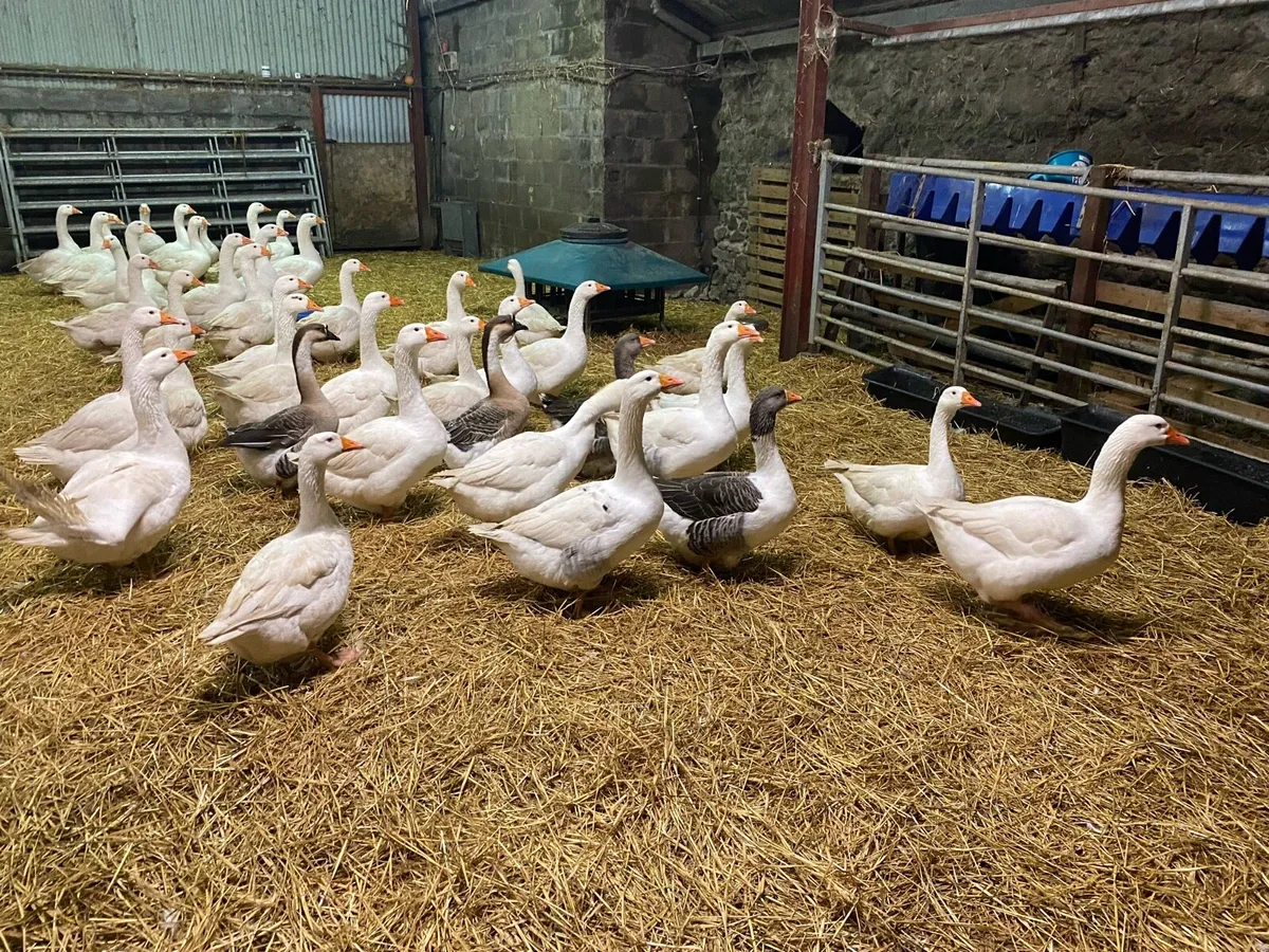 Turkeys and geese - Image 2