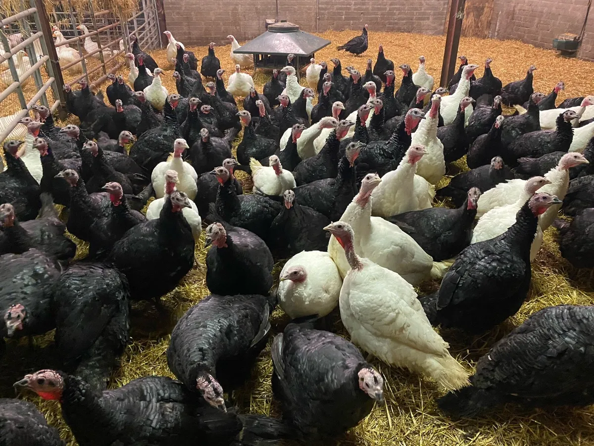 Turkeys and geese - Image 3