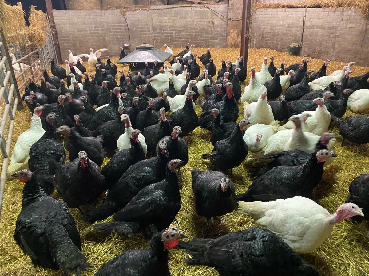 Turkeys and geese - Image 4