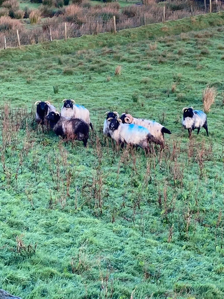 Ewes - Image 3