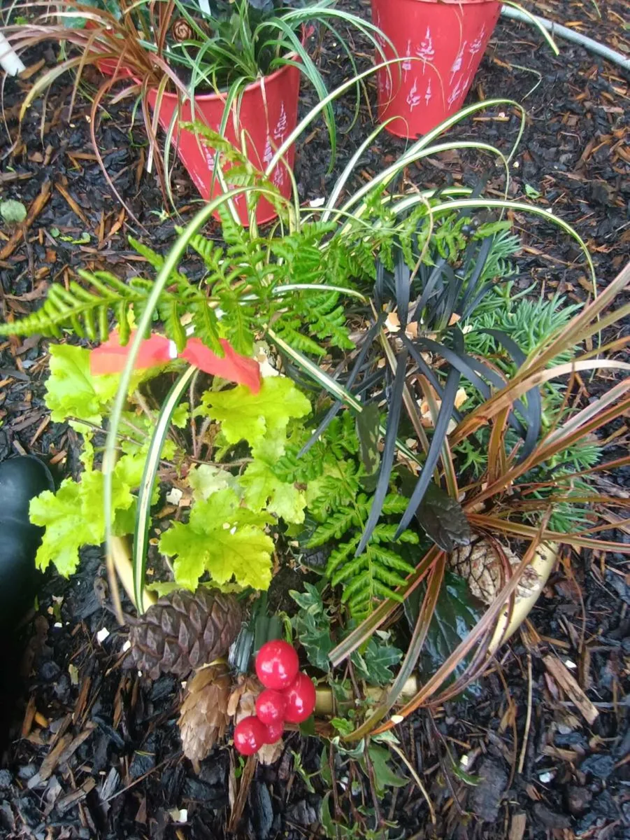 Beautiful pots Christmas gift for grave 10,each - Image 1