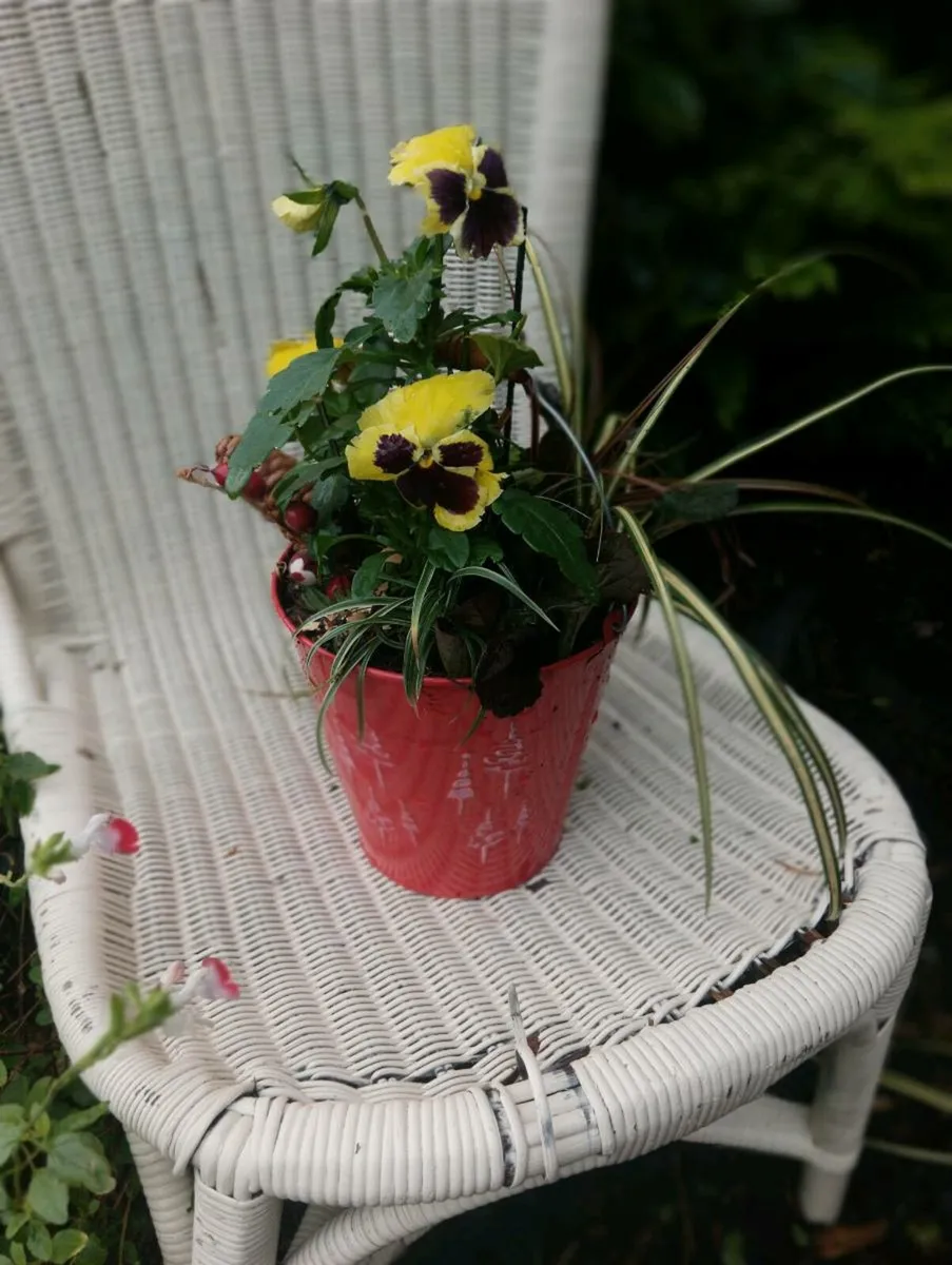 Beautiful pots Christmas gift for grave 10,each - Image 2