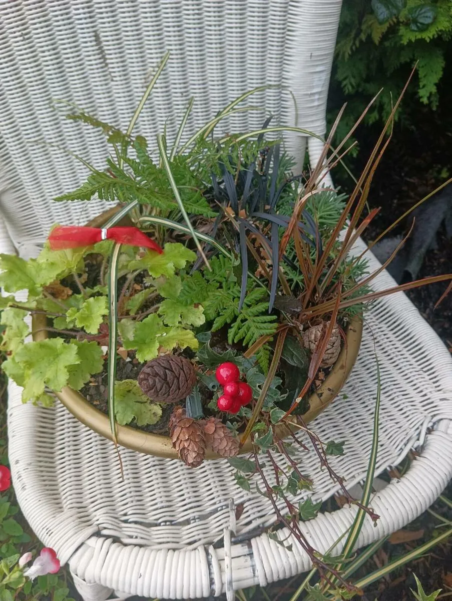 Beautiful pots Christmas gift for grave 10,each - Image 3