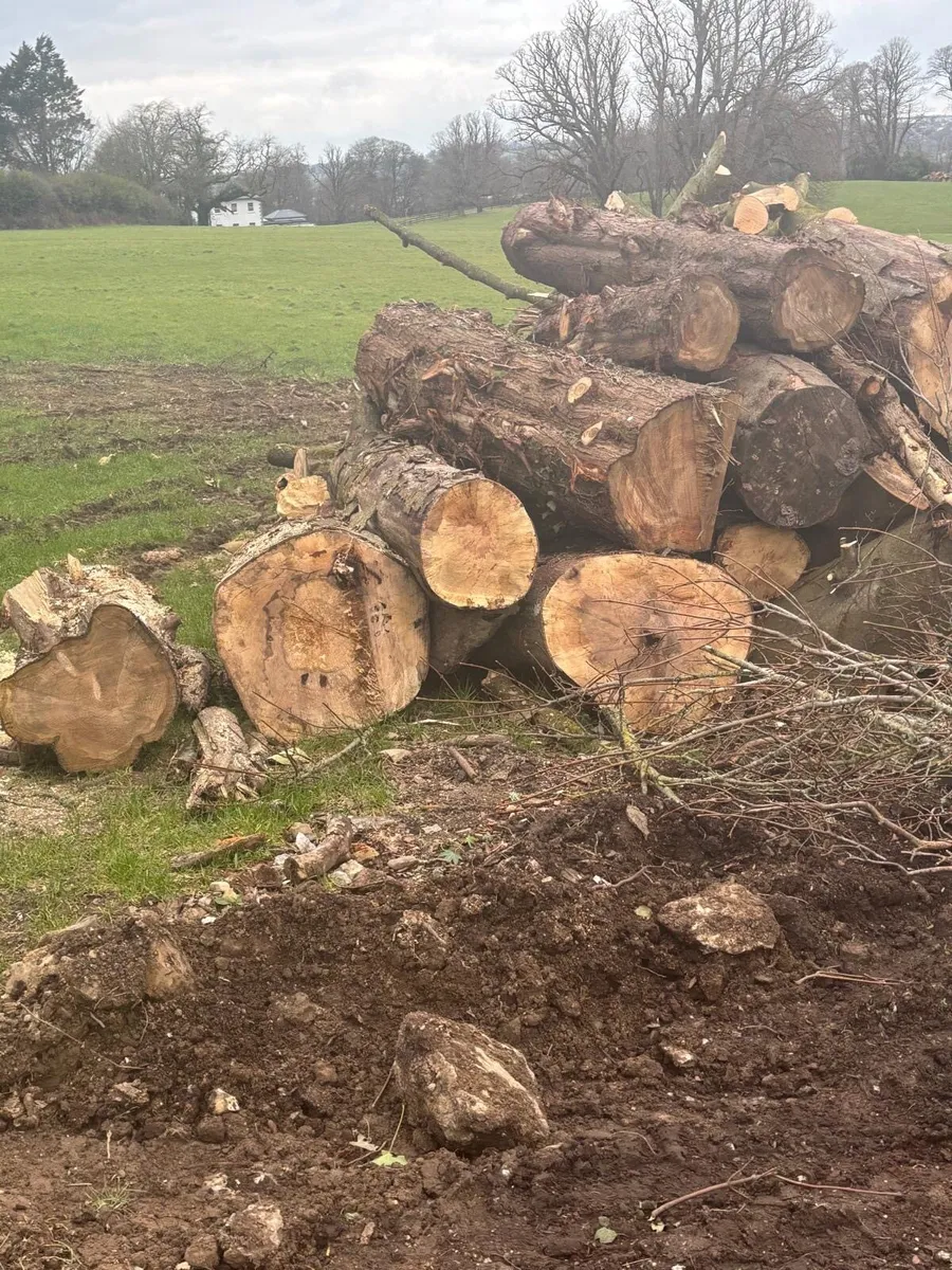 Timber in Lenghts - Image 4