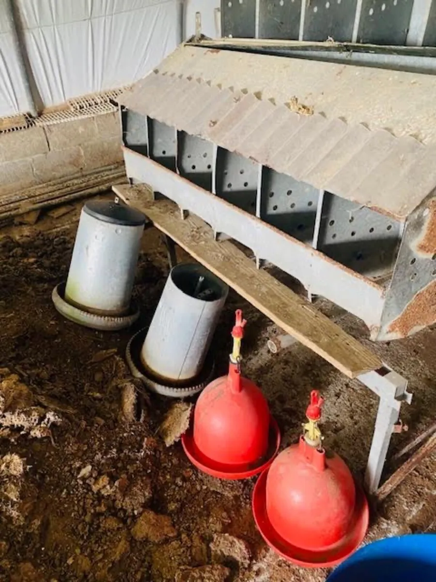 egg laying boxes and slats - Image 1