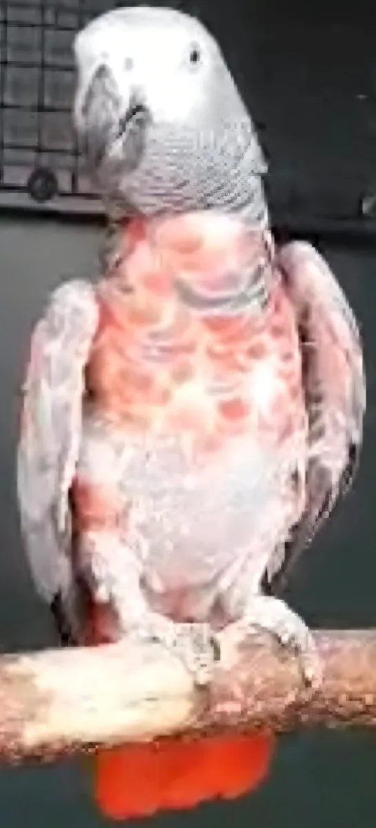 African greys pair - Image 1