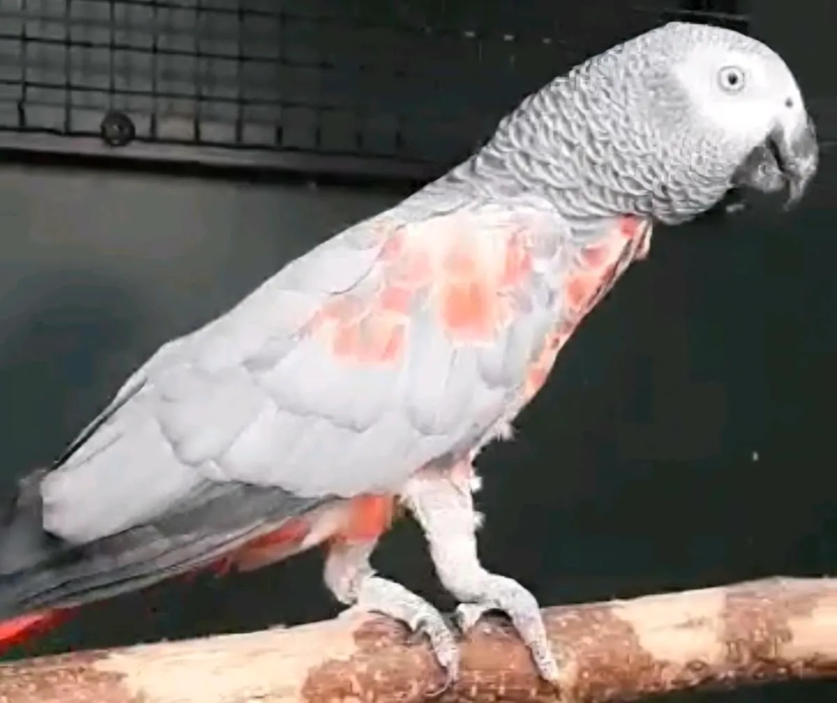 African greys pair - Image 2