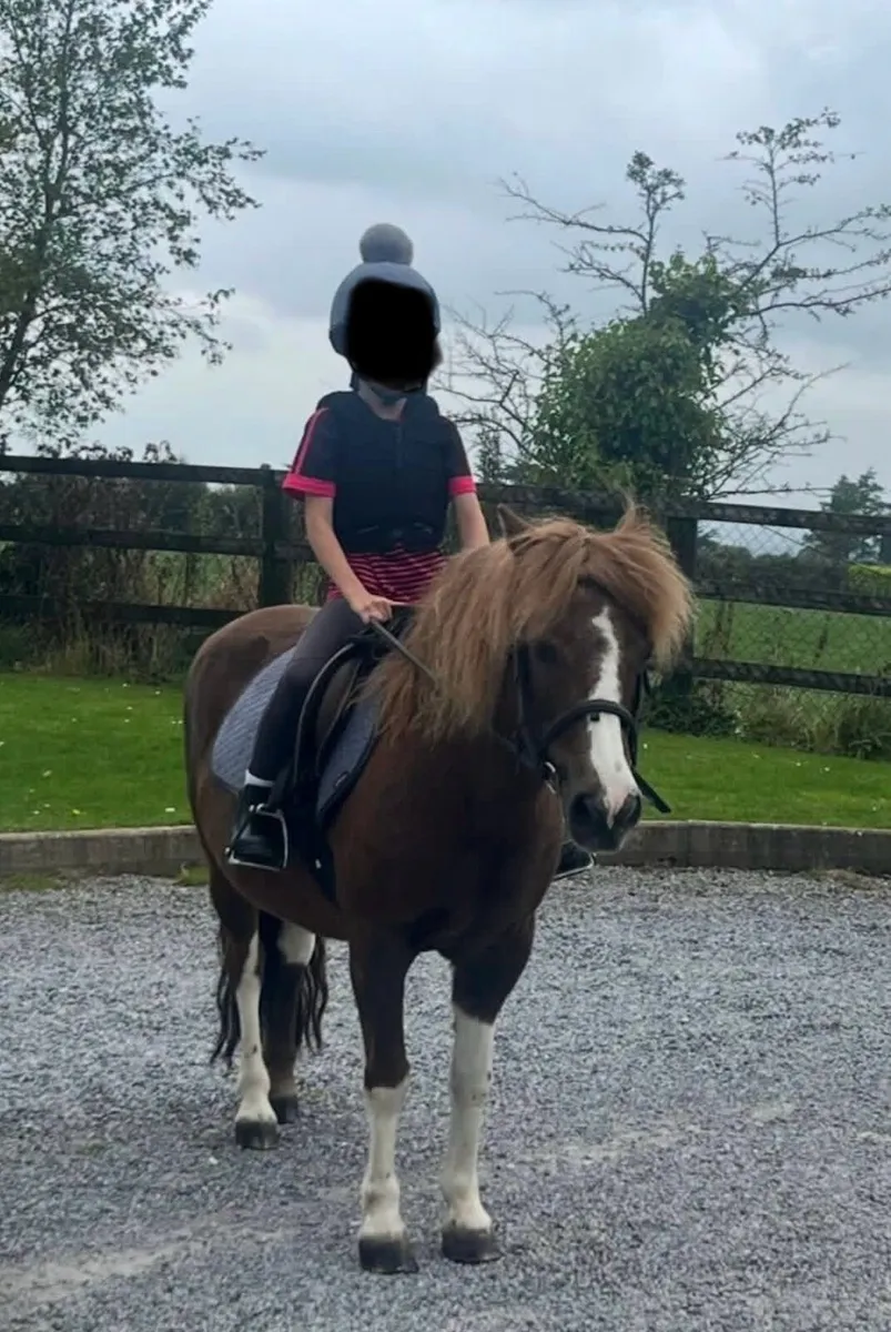 Mazy is 17yrs old and 12.2 hands high Pony - Image 1