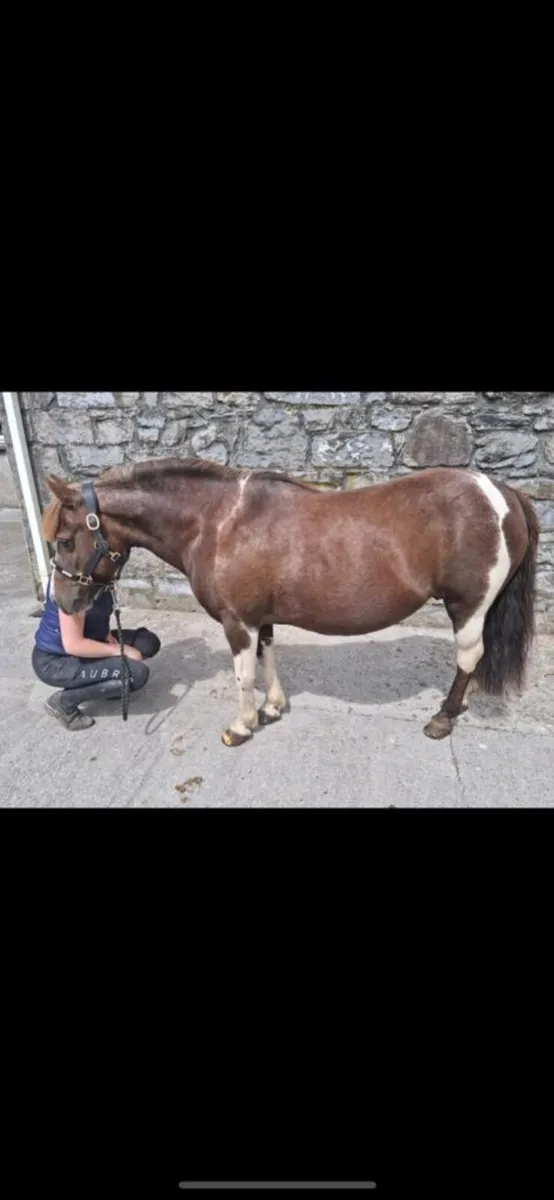 Mazy is 17yrs old and 12.2 hands high Pony - Image 4