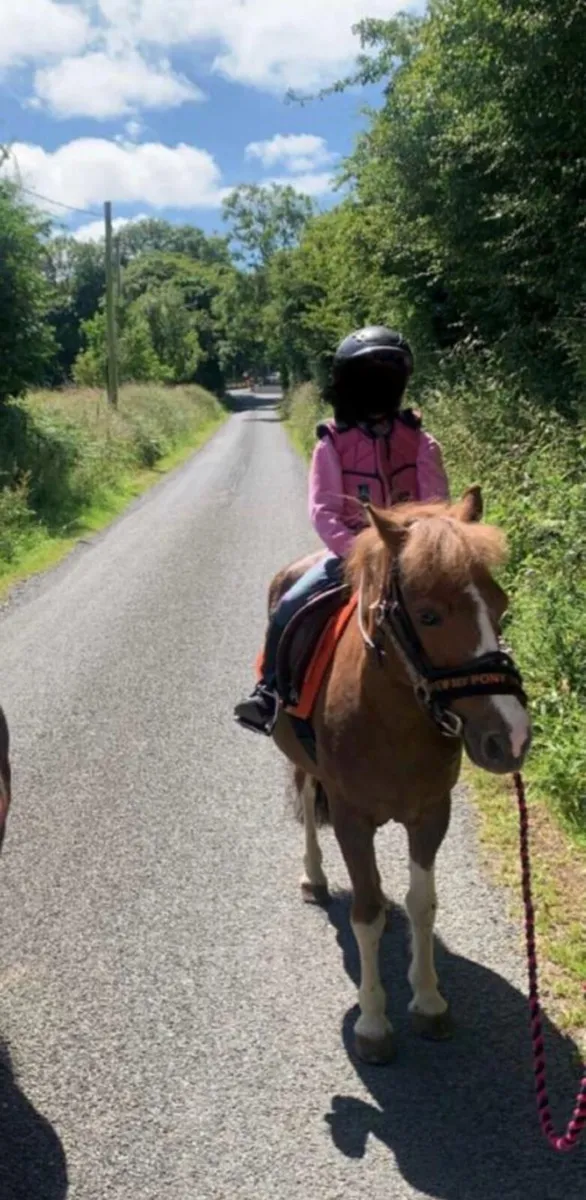Mazy is 17yrs old and 12.2 hands high Pony - Image 3