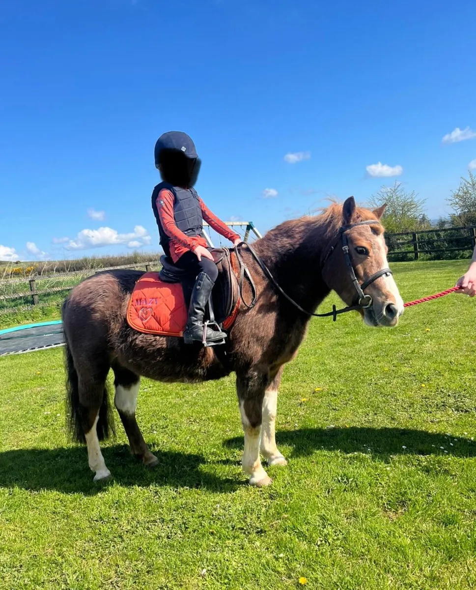 Mazy is 17yrs old and 12.2 hands high Pony - Image 2