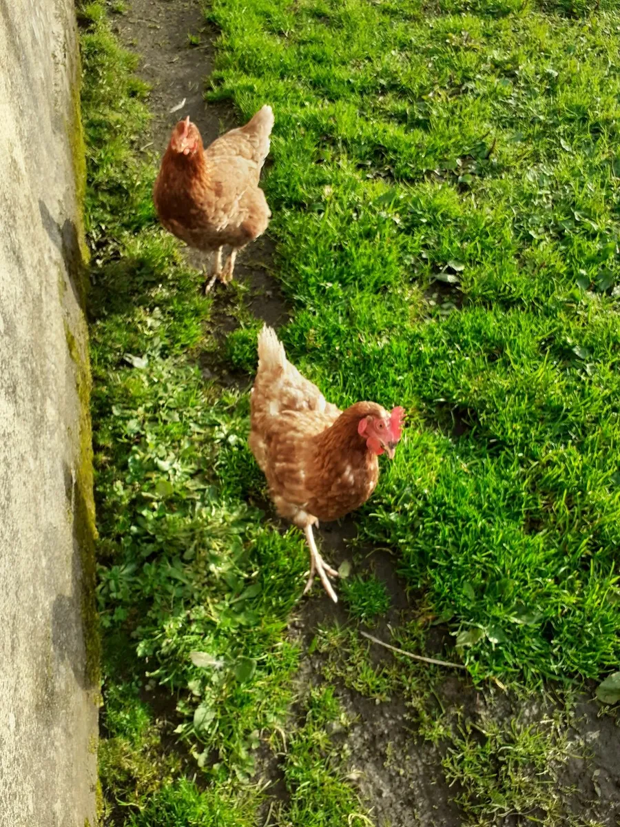 Indian runners, ducks ,hens & Chinese goose wanted - Image 3